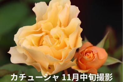カチューシャ11月撮影画像
