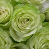 ナチュラルホワイトの花色に、爽やかなライムグリーン色をしたわかなというバラの画像