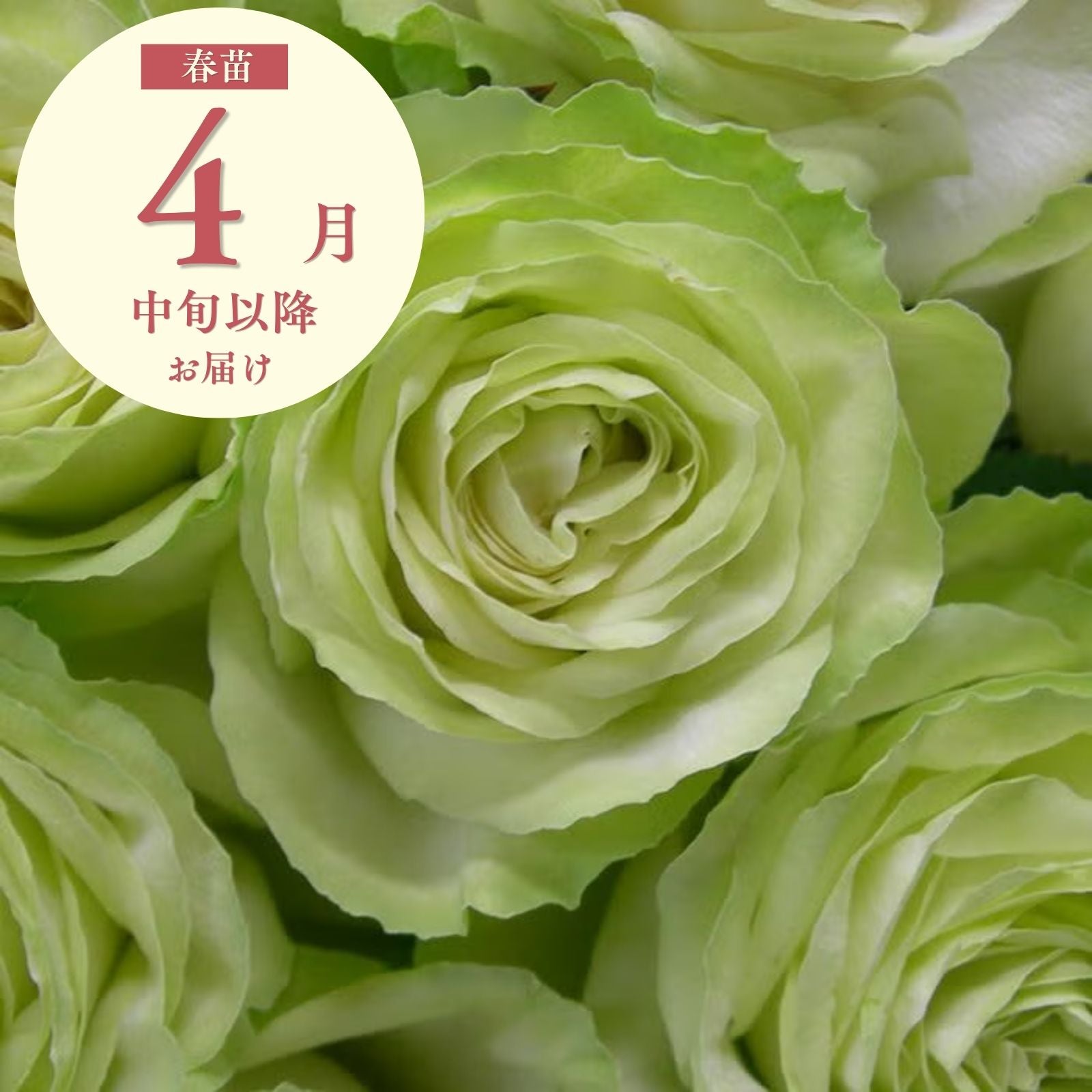 わかな]春苗｜バラと庭あそび京阪園芸公式ショップ