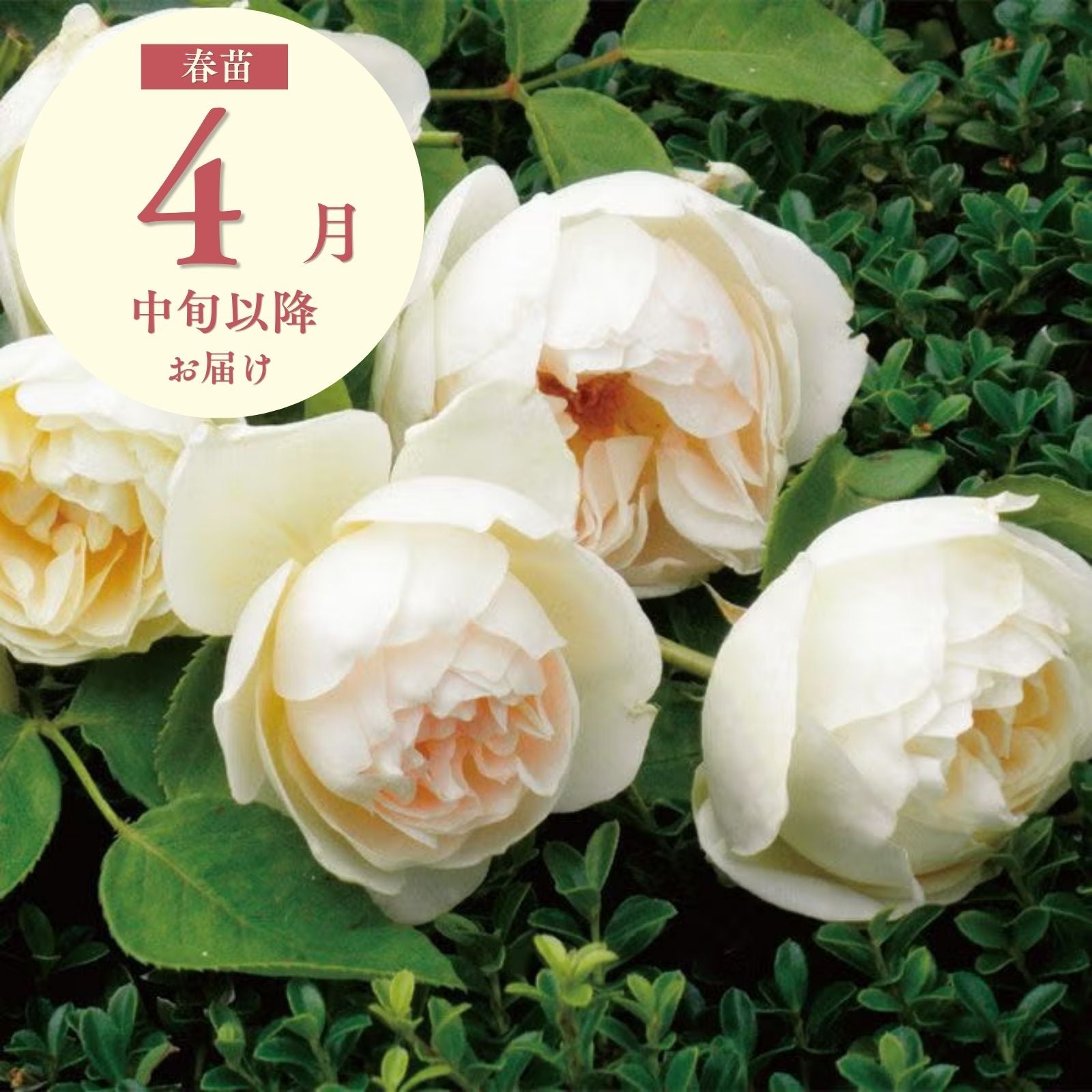 白色のバラを探す ｜バラと庭あそび京阪園芸公式ショップ 通販