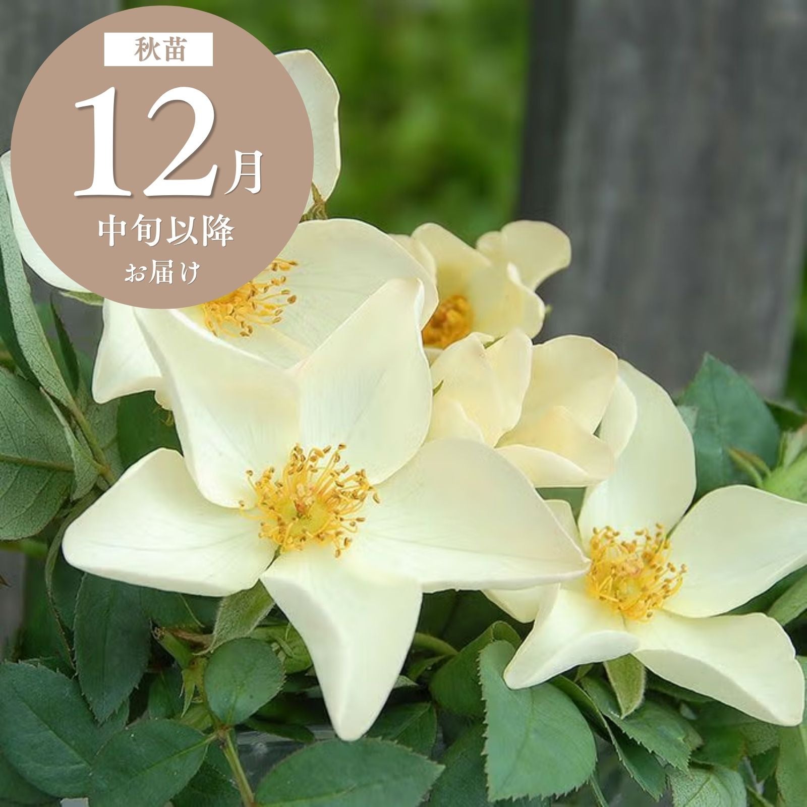 白色のバラを探す ｜バラと庭あそび京阪園芸公式ショップ 通販