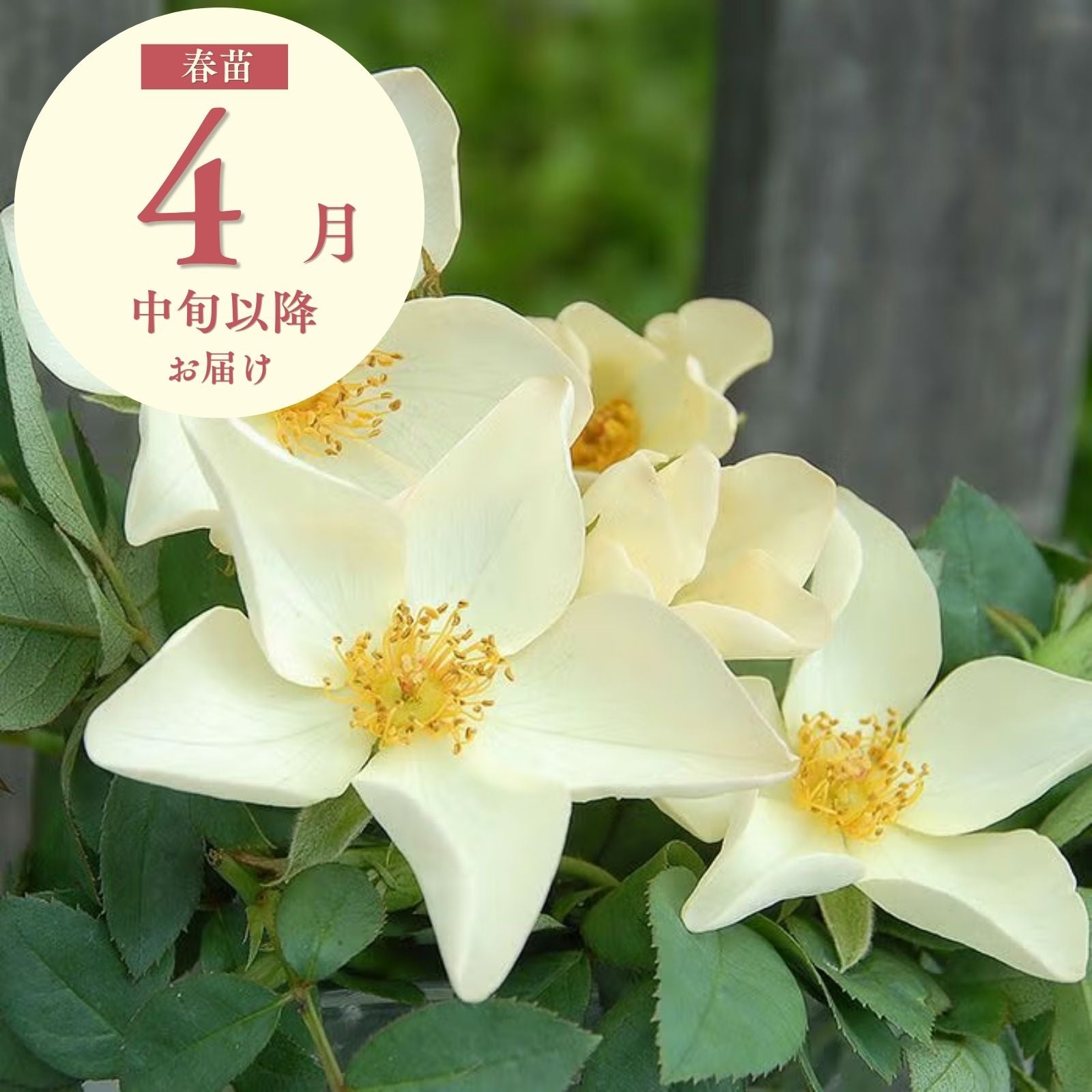 白色のバラを探す ｜バラと庭あそび京阪園芸公式ショップ 通販
