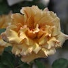 ゴールドにアプリコットやオレンジを混ぜ合わせたようなはつねというバラの画像