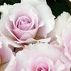 かるく青みがかったグレーピンク色をしたニューウェーブというバラの画像