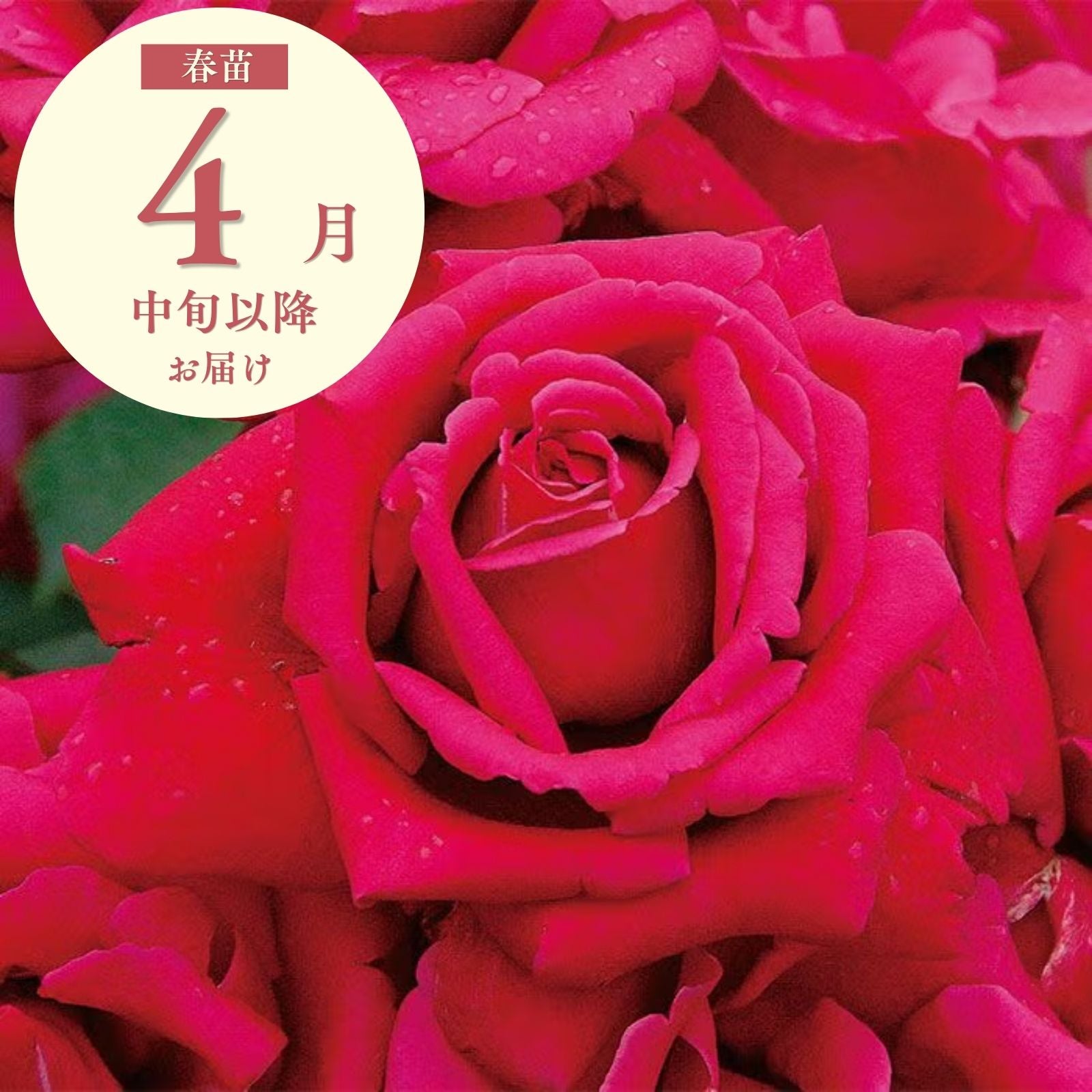 だんじり囃'02]春苗｜バラと庭あそび京阪園芸公式ショップ