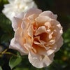 淡い銅色を帯びた薄オレンジ黄色をしたジュリアというバラの画像