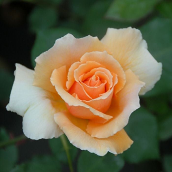 アプリコット色をしたジャストジョイというバラの画像