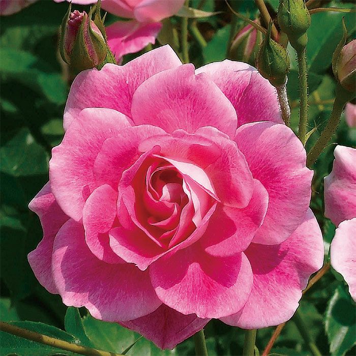 パープルピンク色をしたブリリアントピンクアイスバーグというバラの画像