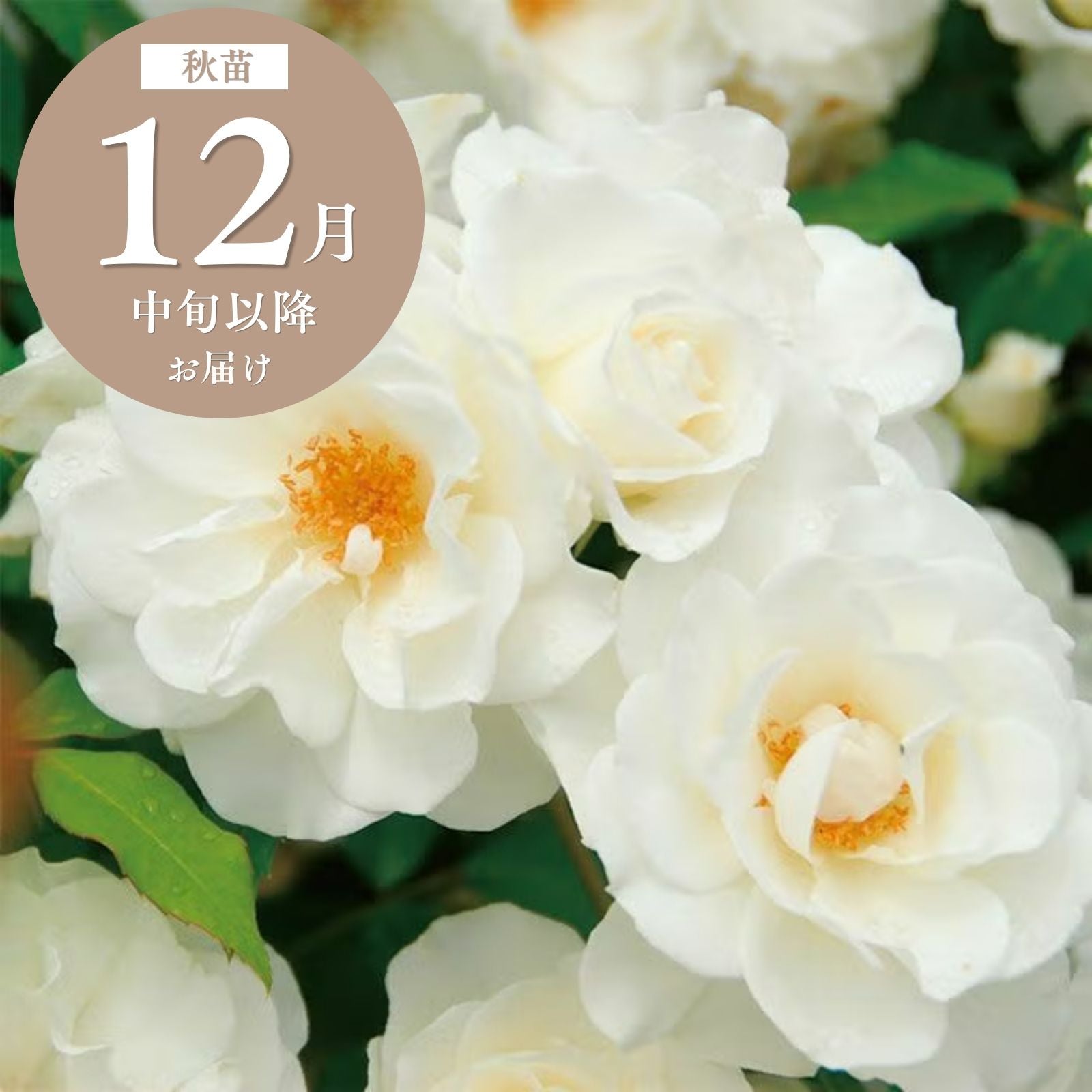 白色のバラを探す ｜バラと庭あそび京阪園芸公式ショップ 通販