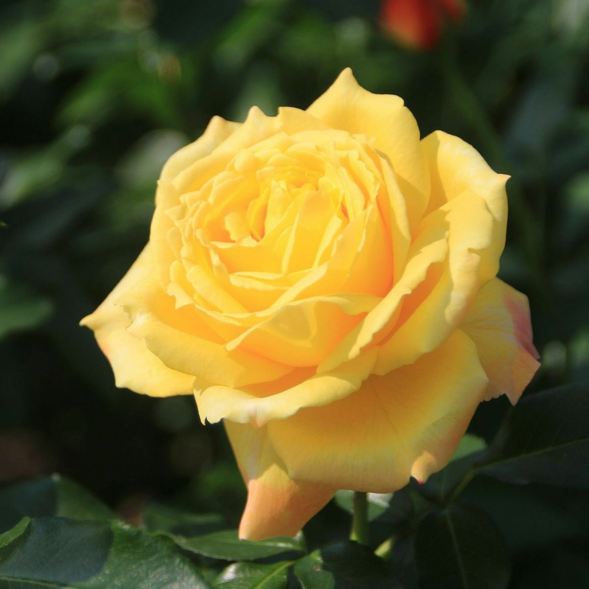 黄金色をベース色としたトロピカルシャーベットというバラの画像