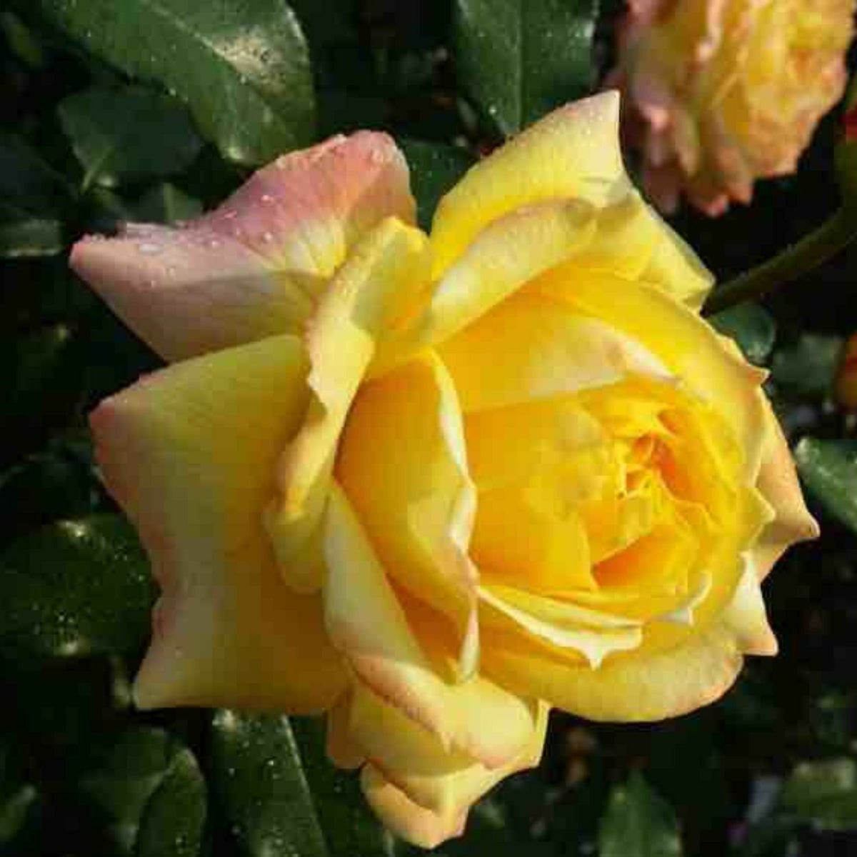 黄金色をベース色としたトロピカルシャーベットというバラの画像