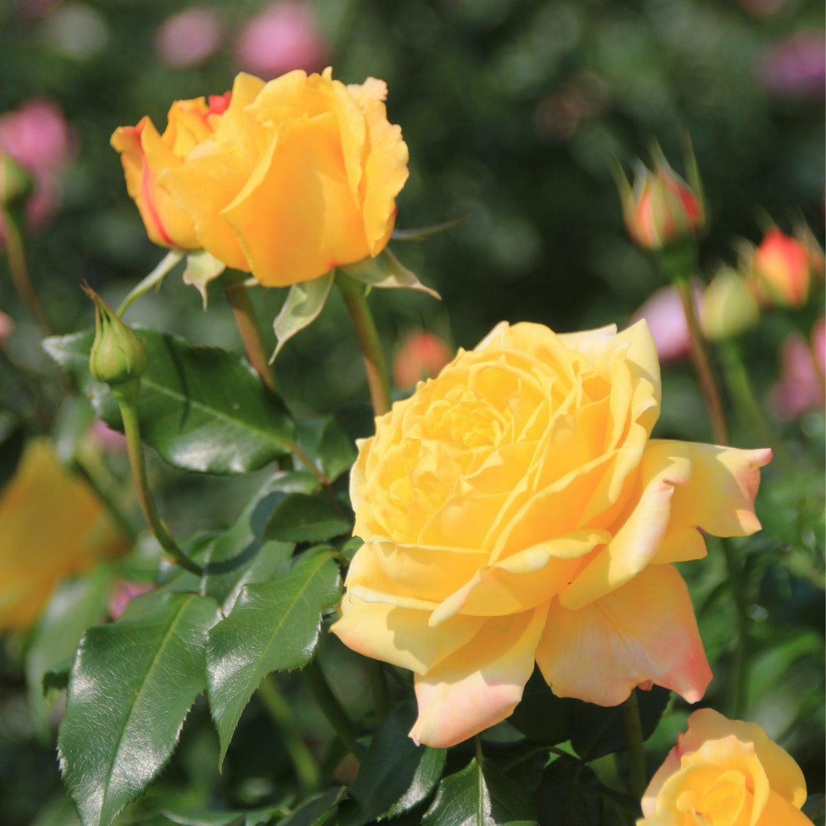 黄金色をベース色としたトロピカルシャーベットというバラの画像