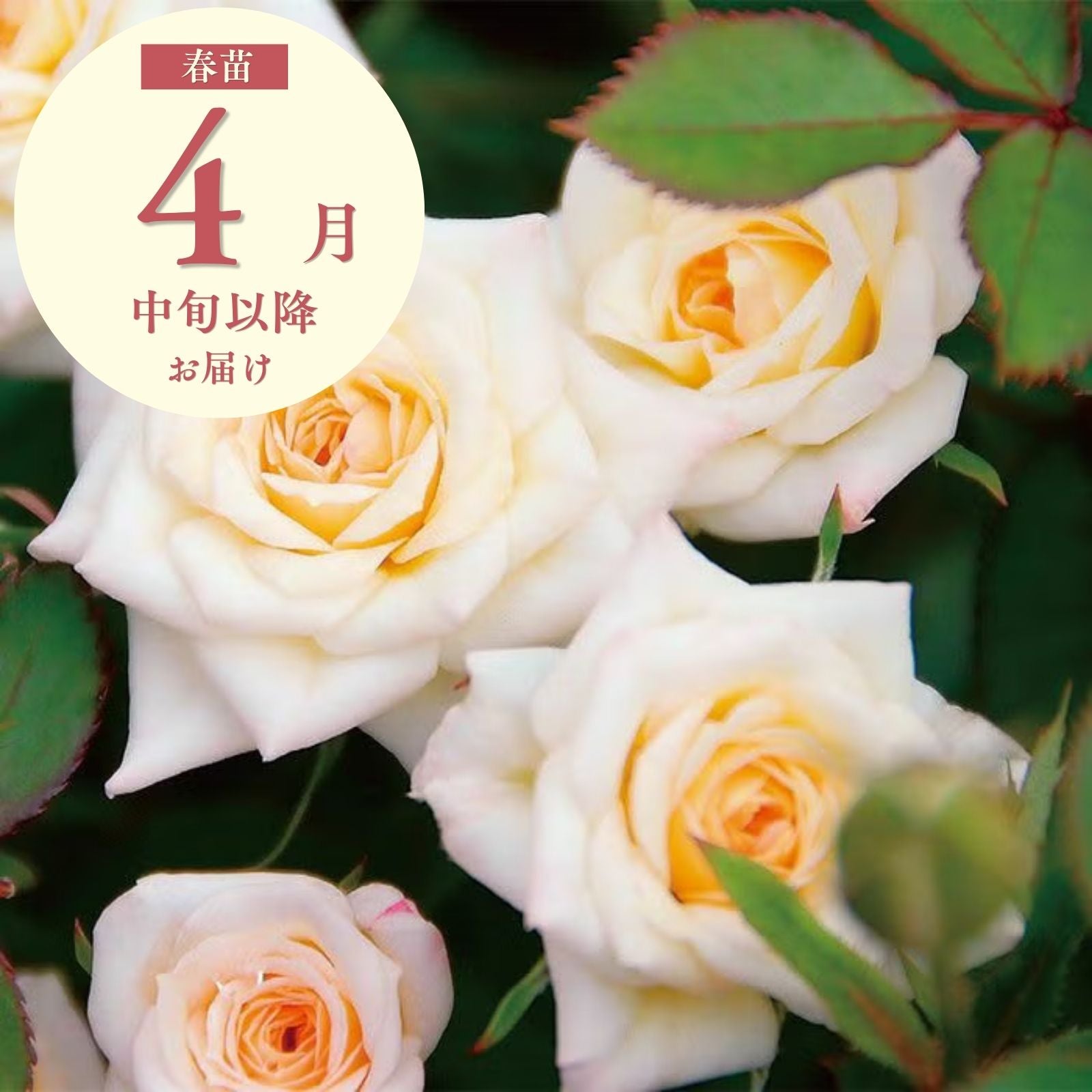 ロイヤルサンセット]春苗/つるバラ｜バラと庭あそび京阪園芸公式ショップ