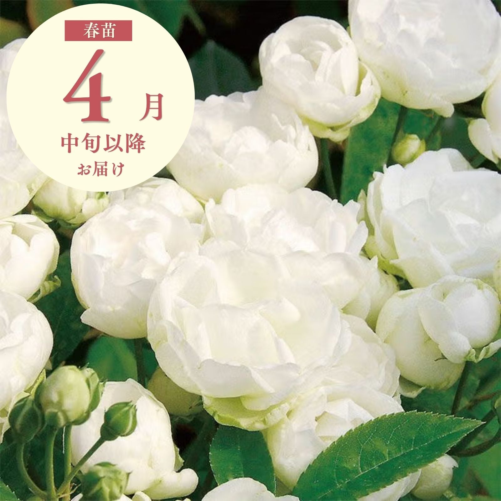 Patioタイプ(小中輪系四季咲きバラ) ｜バラと庭あそび京阪園芸公式