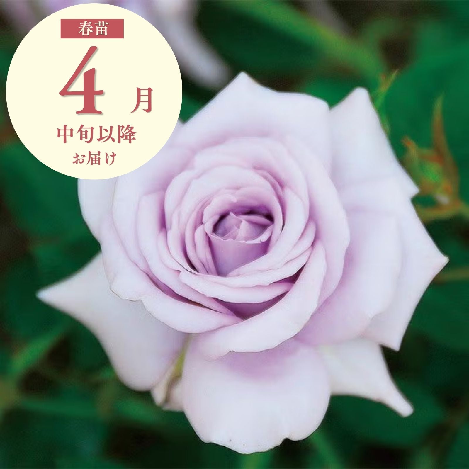 ラブリーブルー]春苗｜バラと庭あそび京阪園芸公式ショップ