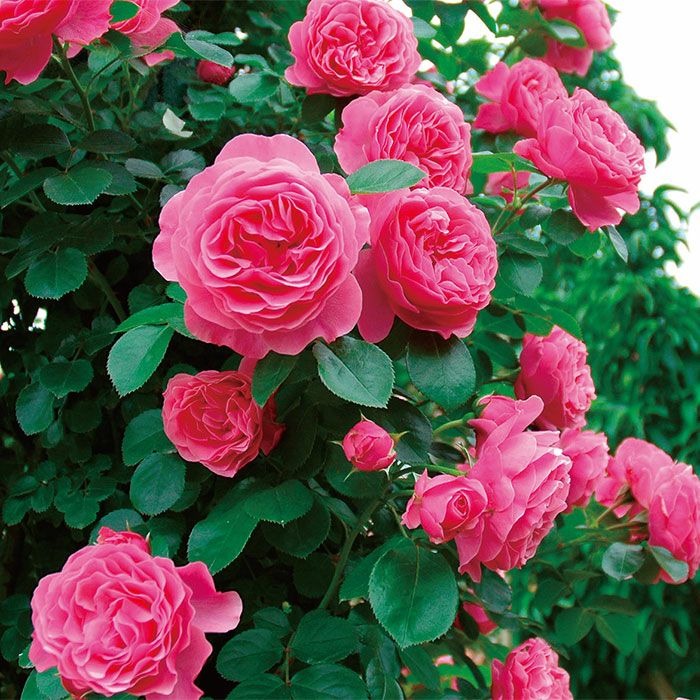 ローズピンク色をしたレオナルドダヴィンチというバラの画像