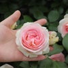白色にほんのりグリーンを帯び、中心はピンク色をしたピエールドゥロンサールというバラの画像