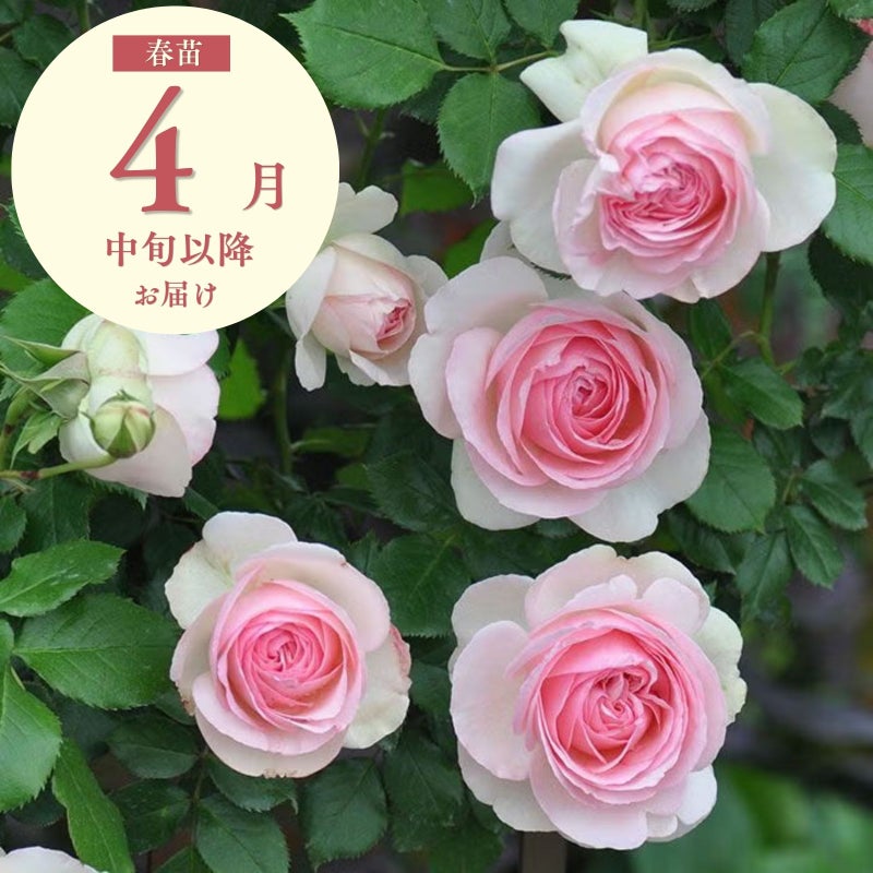 白色にほんのりグリーンを帯び、中心はピンク色をしたピエールドゥロンサールというバラの画像