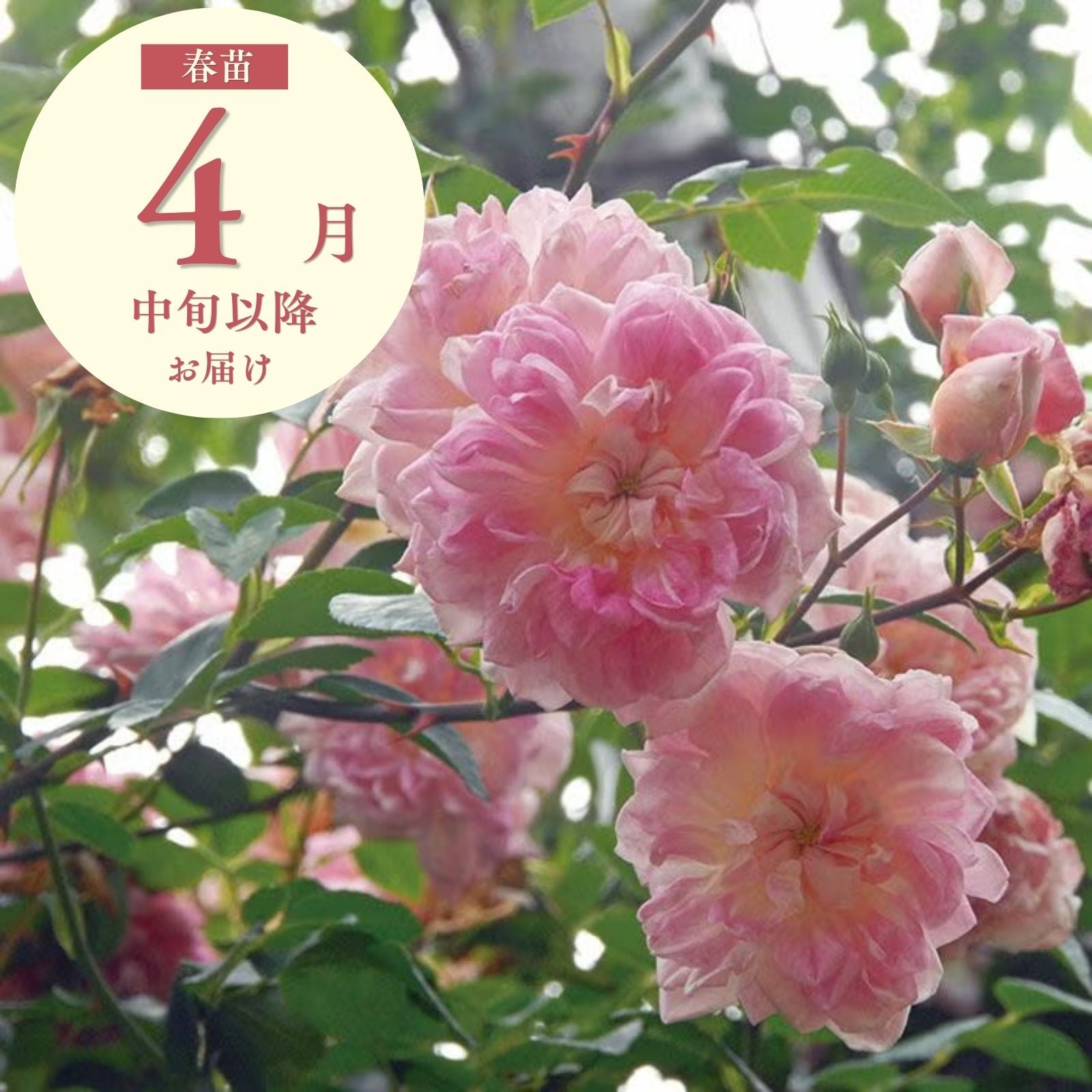 春苗（新苗） バラ苗通販｜バラと庭あそび京阪園芸公式ショップ