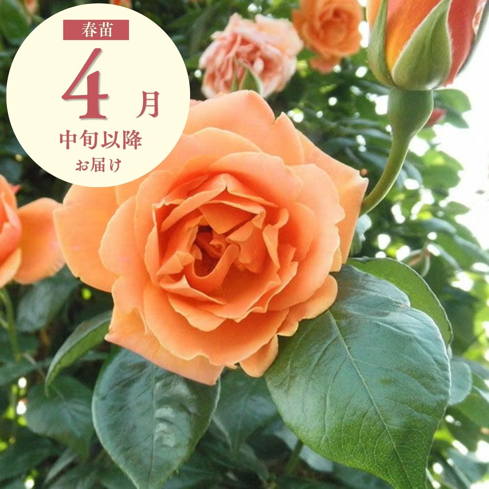 ロイヤルサンセット]春苗/つるバラ｜バラと庭あそび京阪園芸公式ショップ