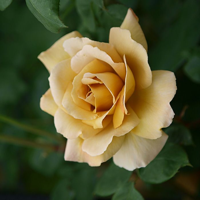 ベージュのシックな花色のつるバラ「つるジュリア」の画像