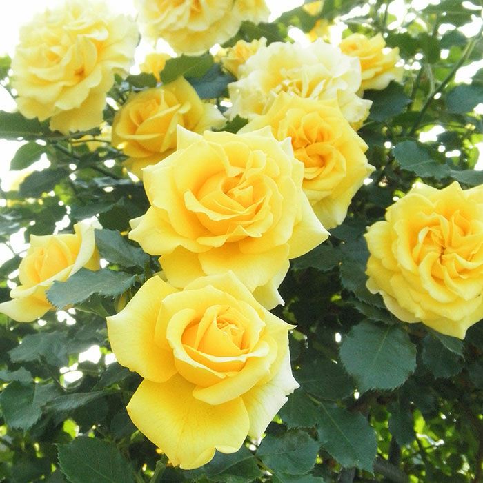 まばゆい黄金色の房になって咲くゴールドバニーというつるバラ