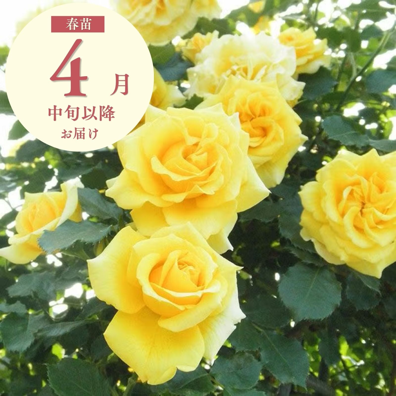 つるゴールドバニー]春苗/つるバラ｜バラと庭あそび京阪園芸公式ショップ