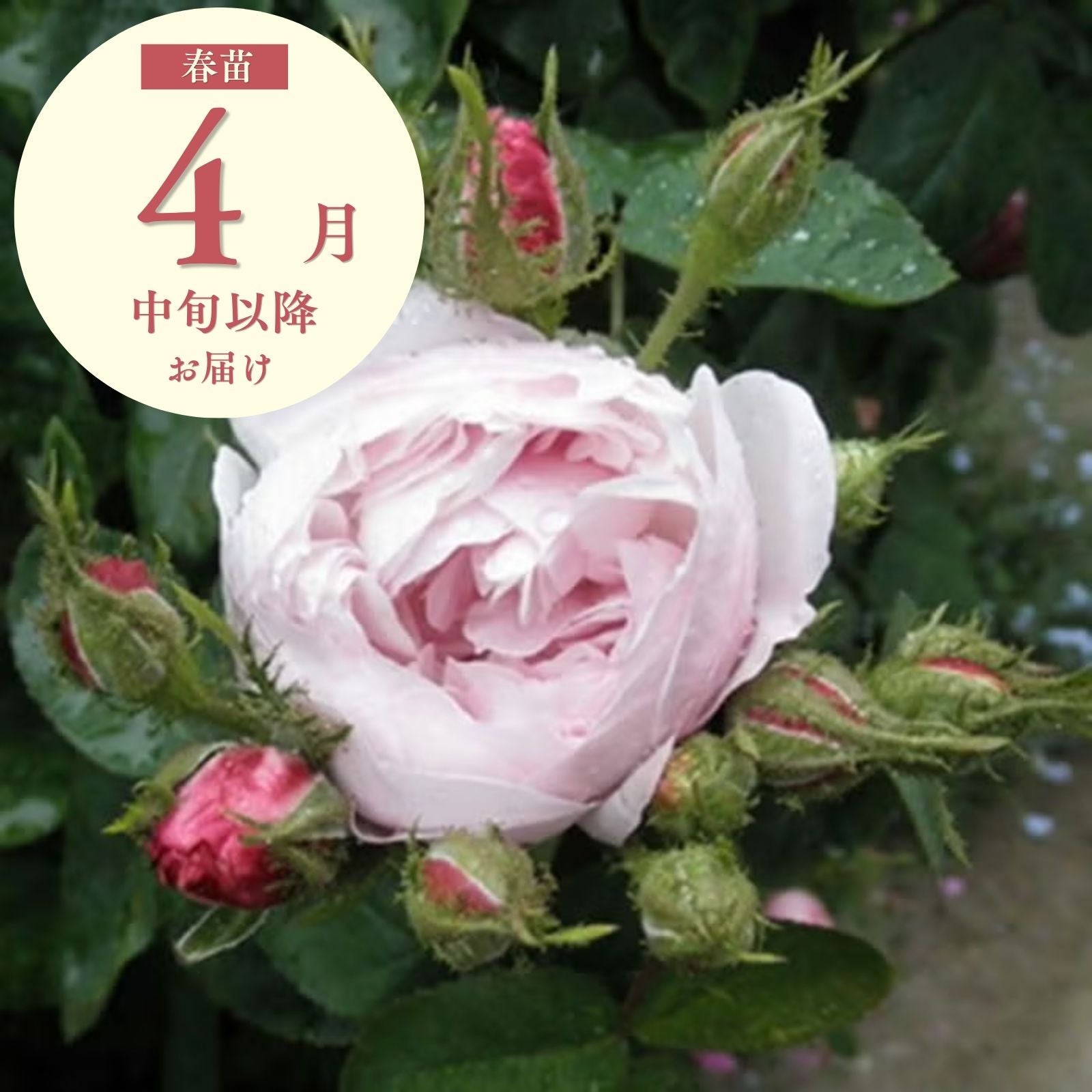 春苗（新苗） バラ苗通販｜バラと庭あそび京阪園芸公式ショップ