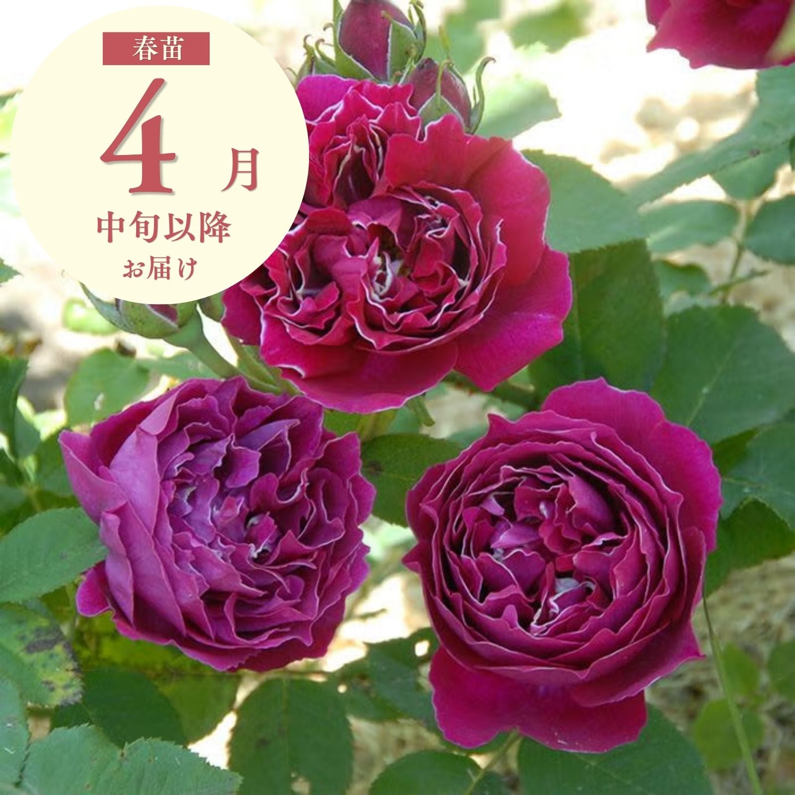 二季咲 のバラ｜バラと庭あそび京阪園芸公式ショップ 通販