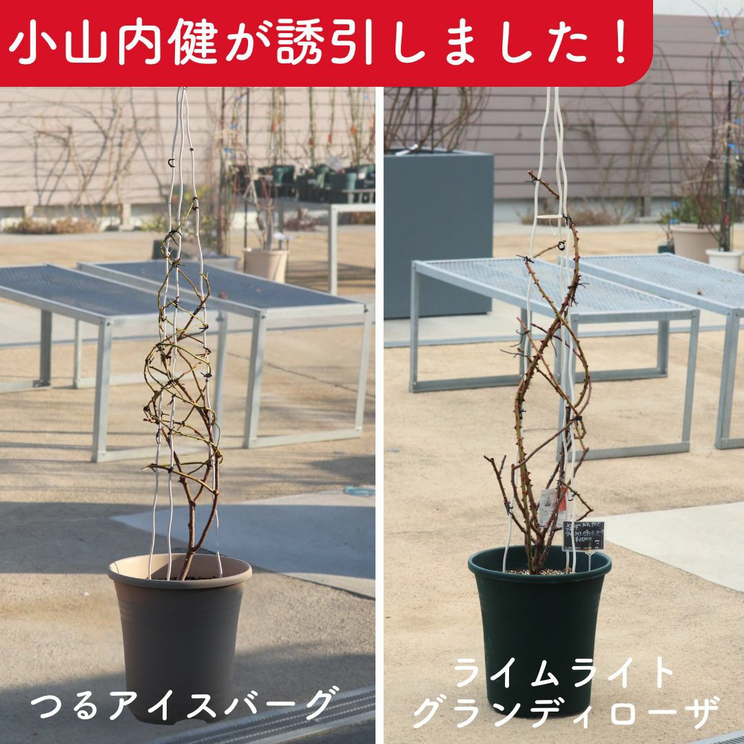 小山内健誘引つるアイスバーグ/ライムライトグランディローザ｜バラと