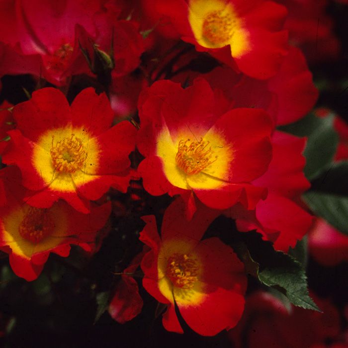 鮮やかな赤色をしたカクテルというバラの画像