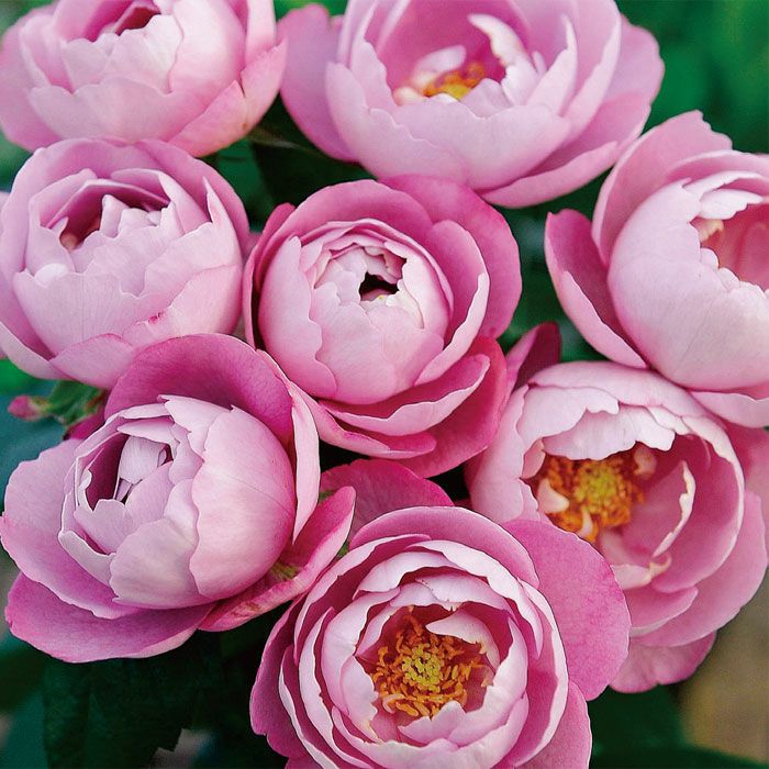 青みをおびた淡い紫色をしたブルドゥパルファムというバラの画像