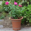 バラのために作られたウィッチフォードの植木鉢の写真