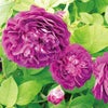 赤紫色のバラ「オンブレパルフェ」の画像