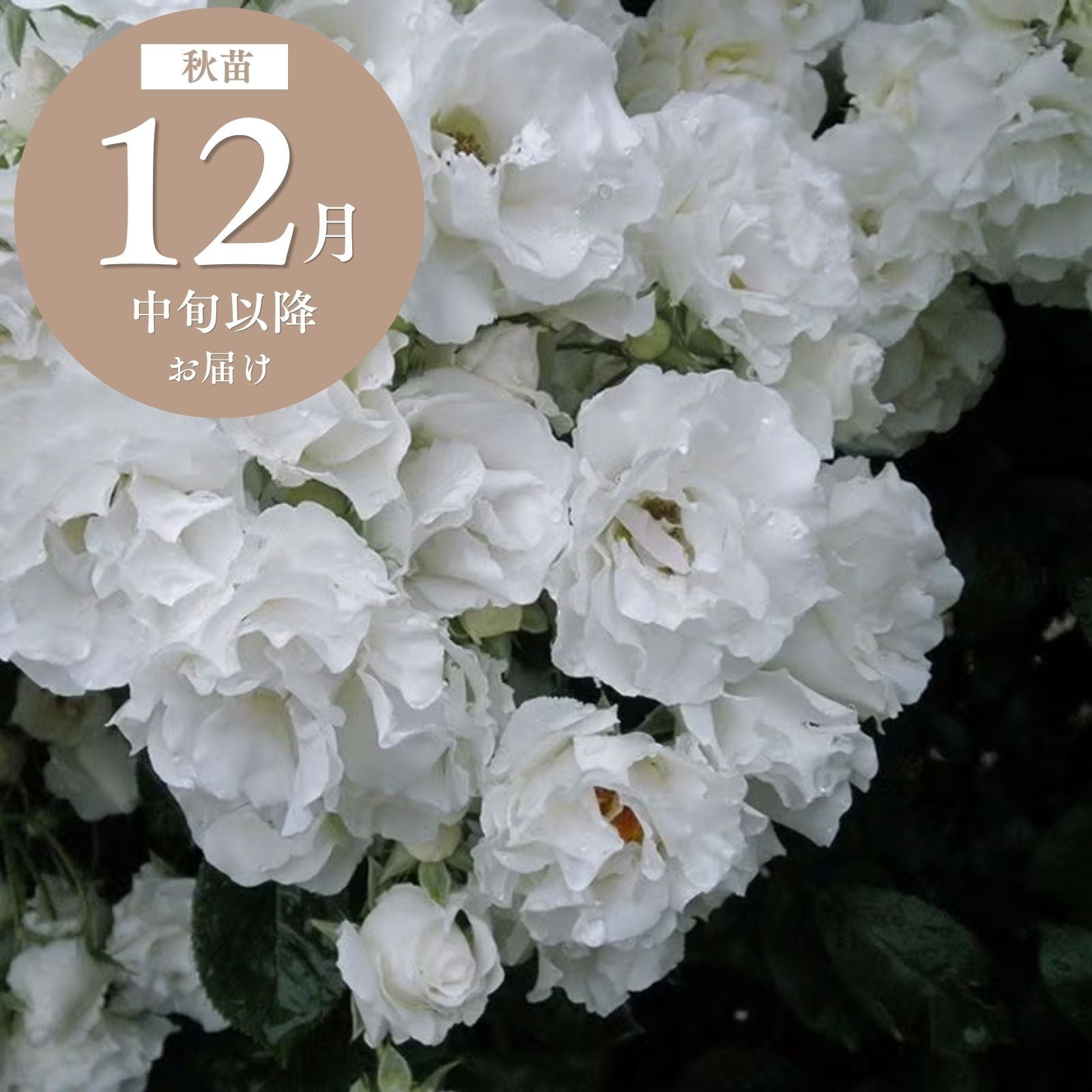 白色のバラを探す ｜バラと庭あそび京阪園芸公式ショップ 通販