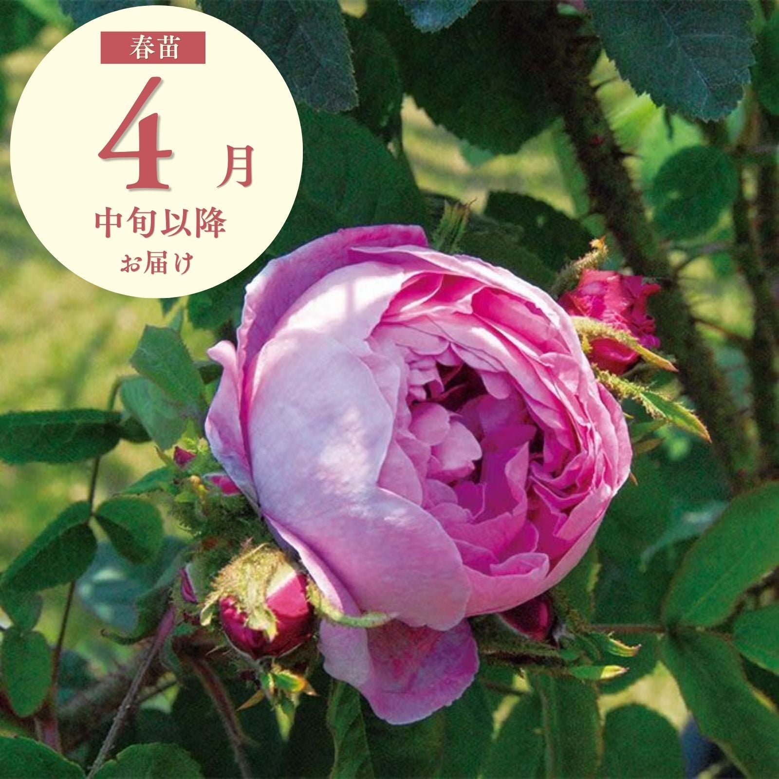 マリードゥブロワ]春苗｜バラと庭あそび京阪園芸公式ショップ