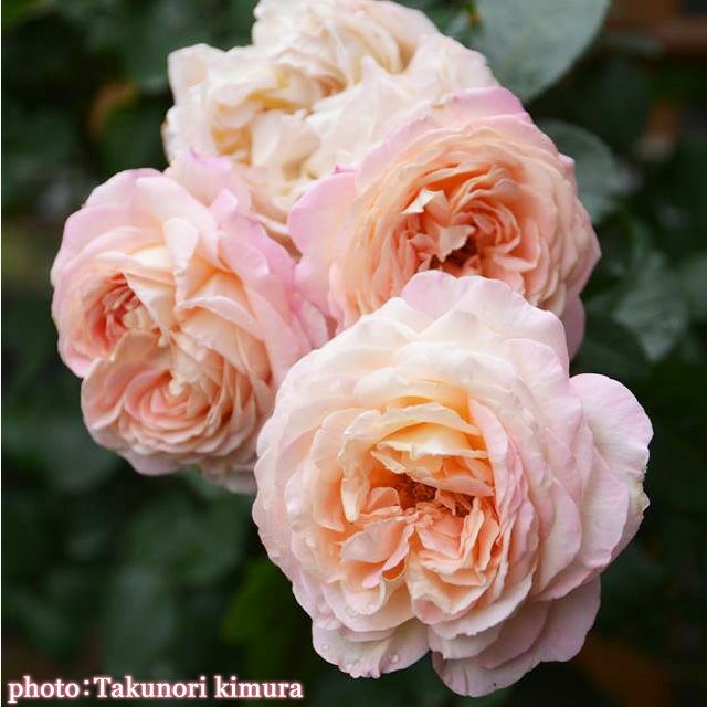 アプリコットを含むピンク色をしたオーブというバラの画像