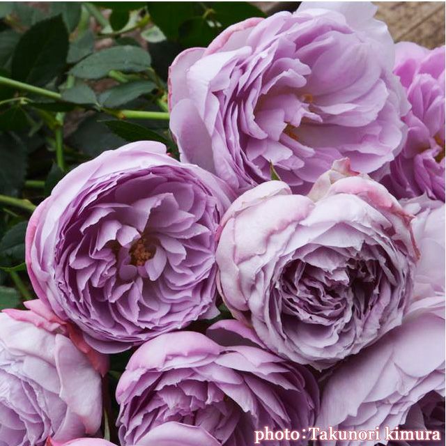 青みがかった藤色をしたラピスラズリというバラの画像