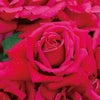 ピンク系の赤色をしただんじり囃’０２というバラの画像