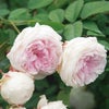 淡いピンク色のつるバラ「つる粉粧楼 ツルクロチルドスーベル」の画像