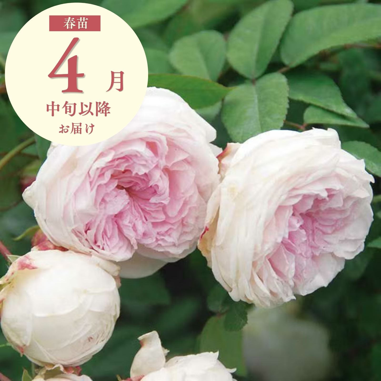 二季咲 のバラ｜バラと庭あそび京阪園芸公式ショップ 通販