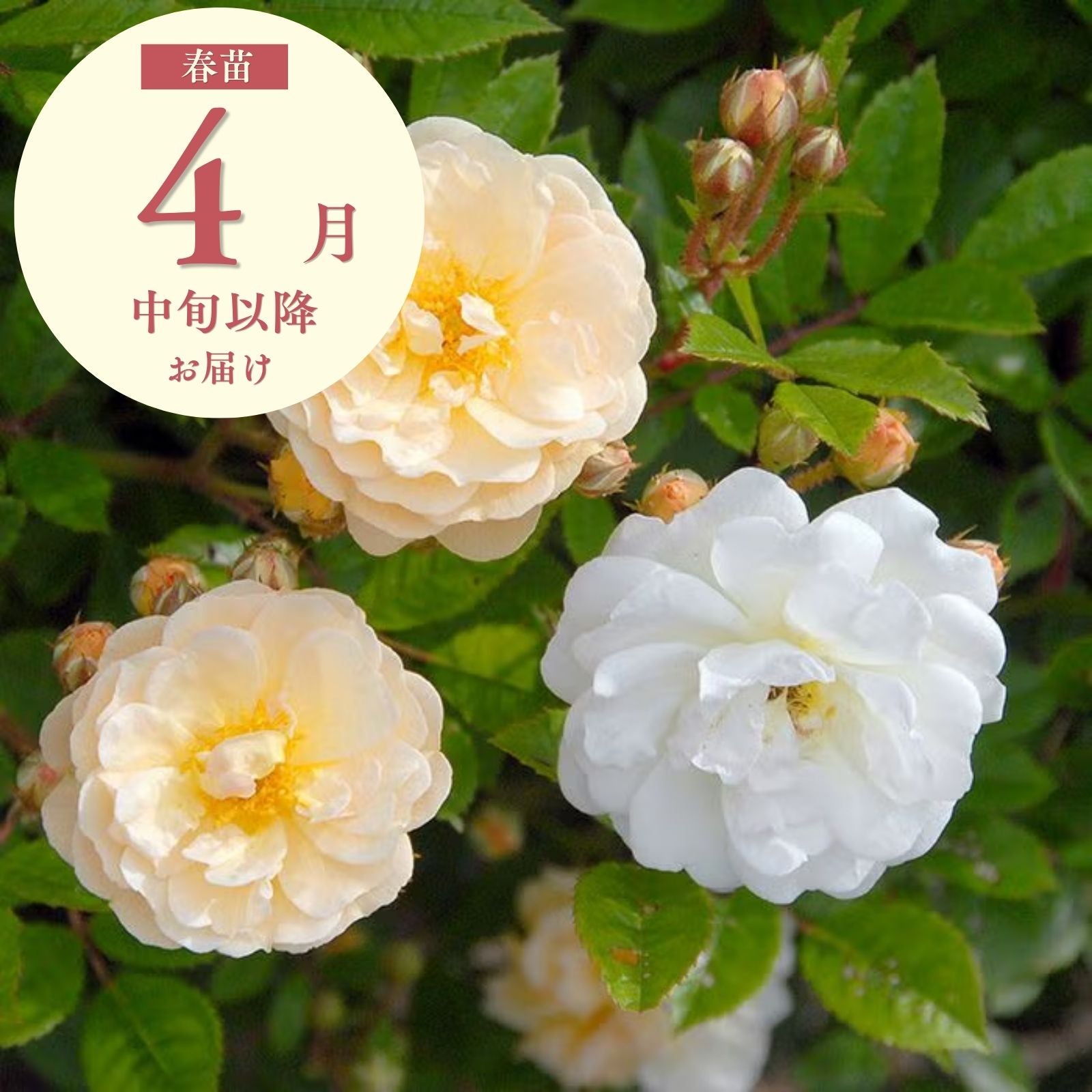 春苗（新苗） バラ苗通販｜バラと庭あそび京阪園芸公式ショップ