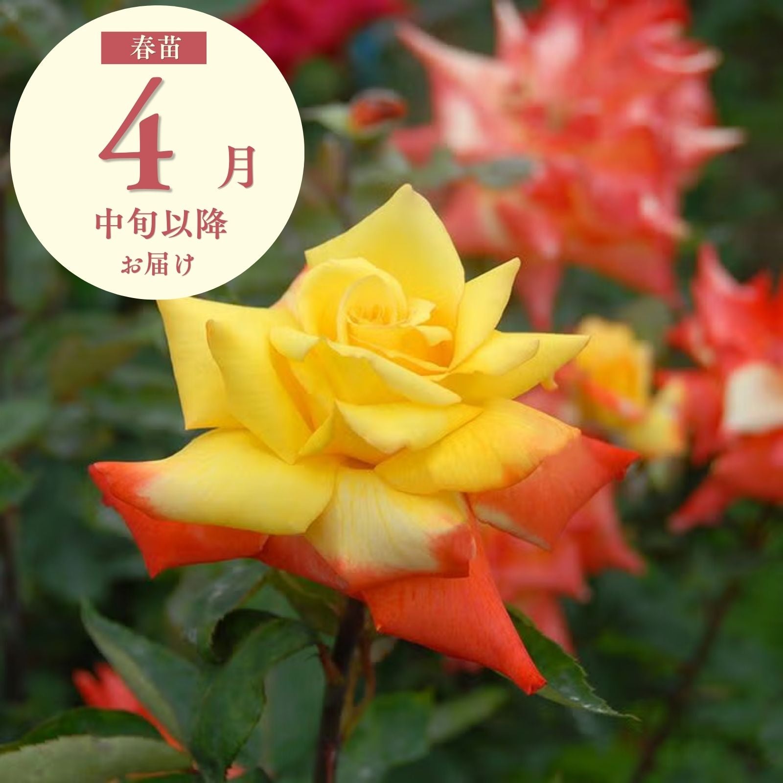アンジェラ]春苗/つるバラ｜バラと庭あそび京阪園芸公式ショップ