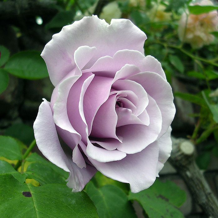 専用ページ　小鳥　つる薔薇 つるスターリングシルバー]秋苗/つるバラ｜バラと庭あそび京阪園芸公式