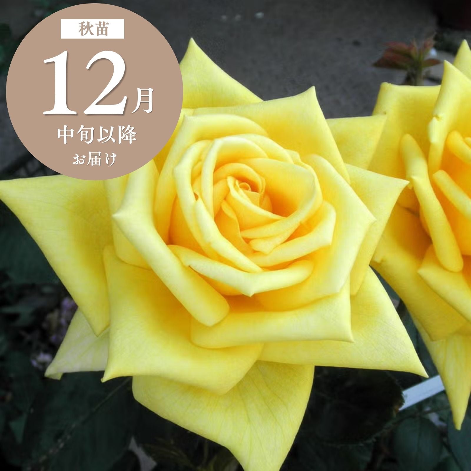 花もちが良いバラ ｜バラと庭あそび京阪園芸公式ショップ 通販
