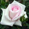 淡い桃色のバラ「花嫁」の画像