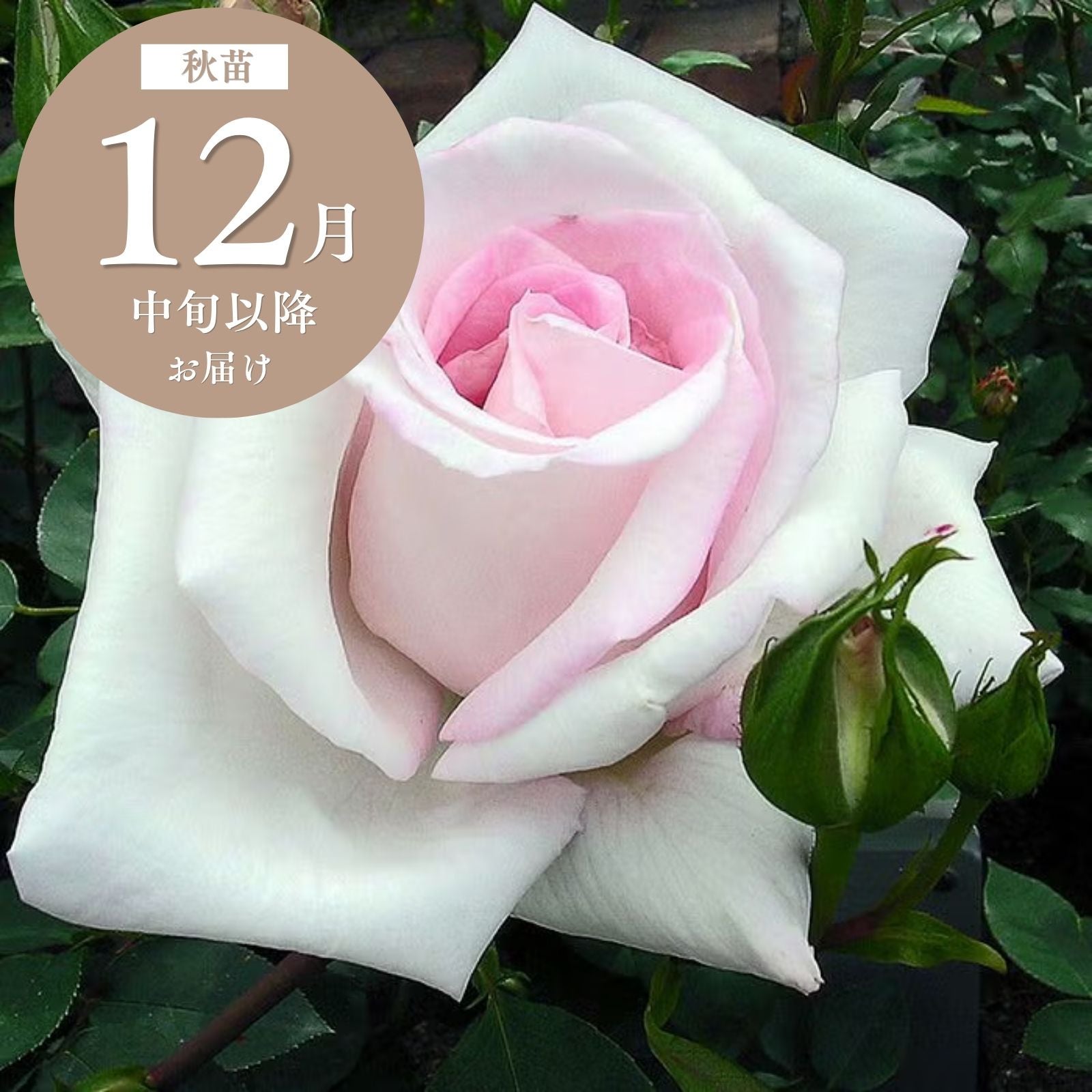 バラ苗 切りバラ苗 Pe♡ny♡Kiss Rose バラ苗 切りバラ苗 Pe♡ny♡Kiss