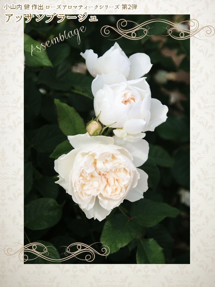 淡いピンク色をしたアッサンブラージュというバラの画像