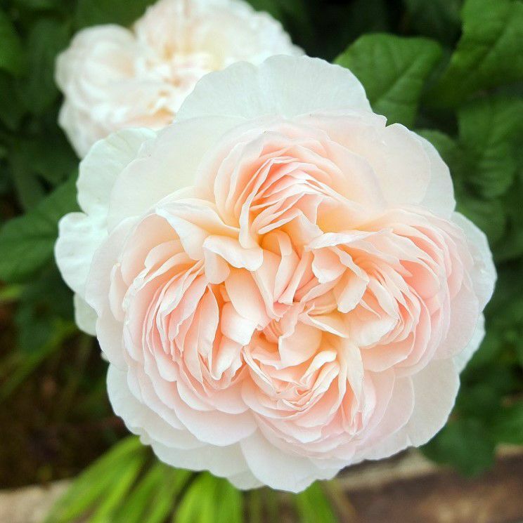 淡いピンク色をしたアッサンブラージュというバラの画像