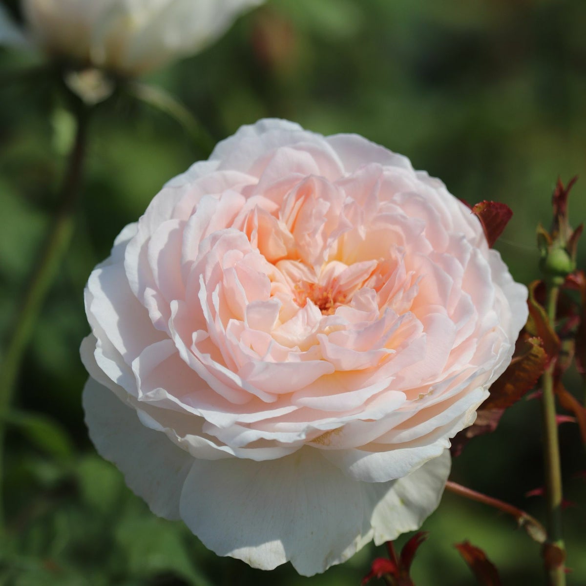 淡いピンク色をしたアッサンブラージュというバラの画像